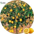 5 Pcs Natural Dwarf Lemon Tree Seeds - 5 Pcs Seeds. 