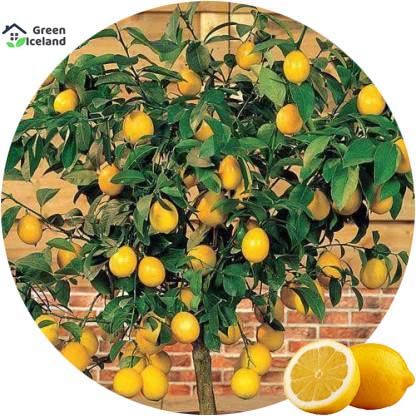 5 Pcs Natural Dwarf Lemon Tree Seeds - 5 Pcs Seeds