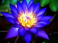 Japan Exotic Blue Lotus Flower 5pcs Seeds.