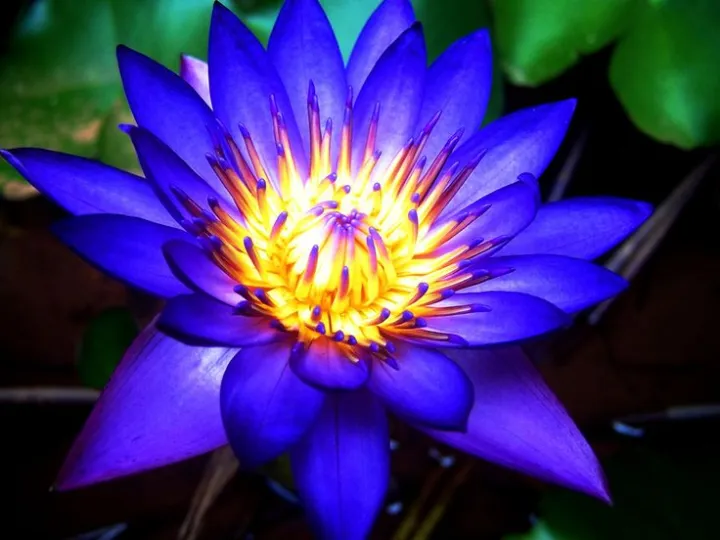 Japan%20Exotic%20Blue%20Lotus%20Flower%205pcs%20Seeds%20-%20Image%206