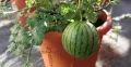 Watermelon Seed - 05/10/15 pcs F1 Hybrid All Season Seed - বারমাসি তরমুজের বীজ সবুজ রঙ. 