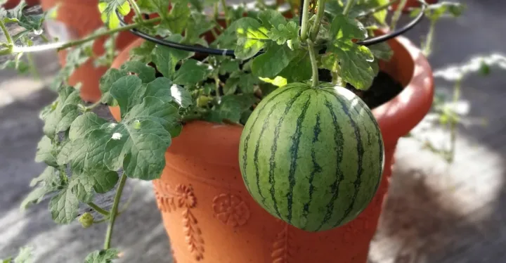 Watermelon%20Seed%20-%2005/10/15%20pcs%20F1%20Hybrid%20All%20Season%20Seed%20-%20%E0%A6%AC%E0%A6%BE%E0%A6%B0%E0%A6%AE%E0%A6%BE%E0%A6%B8%E0%A6%BF%20%E0%A6%A4%E0%A6%B0%E0%A6%AE%E0%A7%81%E0%A6%9C%E0%A7%87%E0%A6%B0%20%E0%A6%AC%E0%A7%80%E0%A6%9C%20%E0%A6%B8%E0%A6%AC%E0%A7%81%E0%A6%9C%20%E0%A6%B0%E0%A6%99%20-%20Image%204