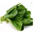 Palak Seeds Kitchen Garden Spinach Vegetable Seeds(Pack Of 100 Seeds).