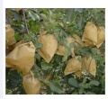 Waterproof Mango Paper Bag 10 Pieces. 