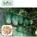 Khirai (খিরাই) Seed - 20/40 pcs Seed - All Season Hybrid.