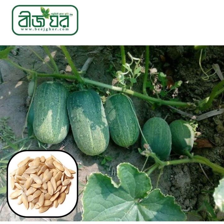 Khirai%20(%E0%A6%96%E0%A6%BF%E0%A6%B0%E0%A6%BE%E0%A6%87)%20Seed%20-%2020/40%20pcs%20Seed%20-%20All%20Season%20Hybrid%20-%20Image%203