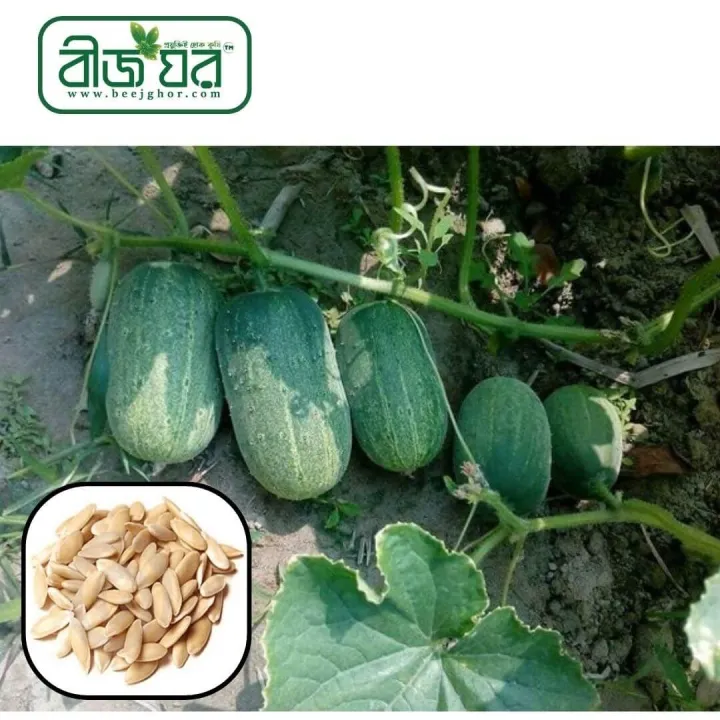 Khirai%20(%E0%A6%96%E0%A6%BF%E0%A6%B0%E0%A6%BE%E0%A6%87)%20Seed%20-%2020/40%20pcs%20Seed%20-%20All%20Season%20Hybrid%20-%20Image%203