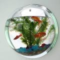 Wall Mounted Fish Aquarium | Wall Hanging Fish Aquarium | Mini Aquarium. 
