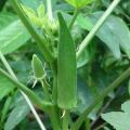 ঢেড়স বীজ - 35+ pcs Hybrid Okra/Dheros Seed For All Season পিস বীজ হাইব্রিড জাত বারোমাসি. 