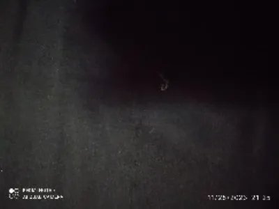 plain%20vowel%20goj%20kapor%20%20(3goj)%20-%20Image%205