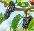 4 type mix fruit seeds 24 pic ( dragon, fig, Blackberries, kiwi ). 