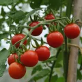 All Season Red Tomato Seeds - 30 Pcs Seeds. 