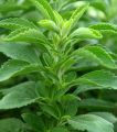 Stevia Seeds. 