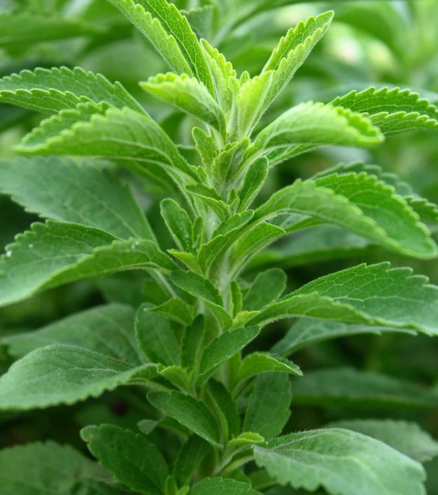 Stevia%20Seeds%20-%20Image%203