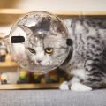 GC Pet Transparent Head Protective Space Ball Breathable Anti-bite Anti-Licking Cute Cat Ear Design Recovery Helmet. 