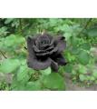 Black Rose Flowers Seeds 10 Pis + Gift.
