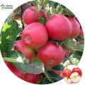 Apple Tree SeedS -15 Pcs (Imported Global Seeds)**. 