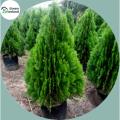 Organic Pabon Jhau Tree Seeds - 50 Pcs Seeds. 