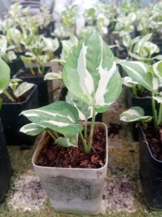 Njoy Pothos Money Plants Live With pot