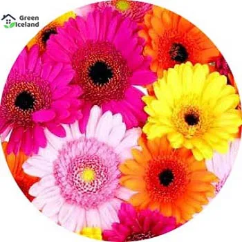 Beautiful%20Global%20Gerbera%20Daisy%20Flower%20Seeds%20-%2020%20Pcs%20Seeds%20-%20Image%203