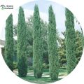 All Season Green Cypress Tree Seeds - 10 Pcs Seeds. 
