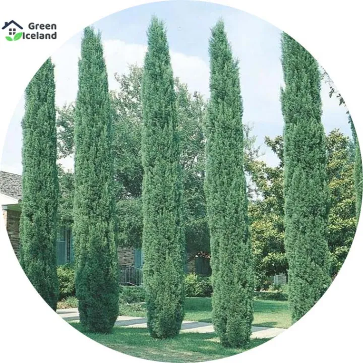 All%20Season%20Green%20Cypress%20Tree%20Seeds%20-%2010%20Pcs%20Seeds%20-%20Image%203