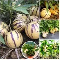 Global Pepino Melon Pear Seeds - 15+ Seeds Exotic Fruit Seeds.