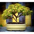 Coleus Bonsai Tree Seeds -15 pcs seeds.