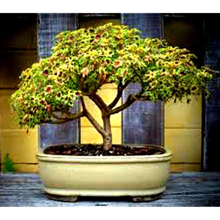 Coleus Bonsai Tree Seeds -15 pcs seeds
