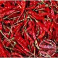 Dried Chillies-Indian Bizly morich (Shukna Morich)/Lal Shukna Morich/Red Stick Chilly - 1kg. 