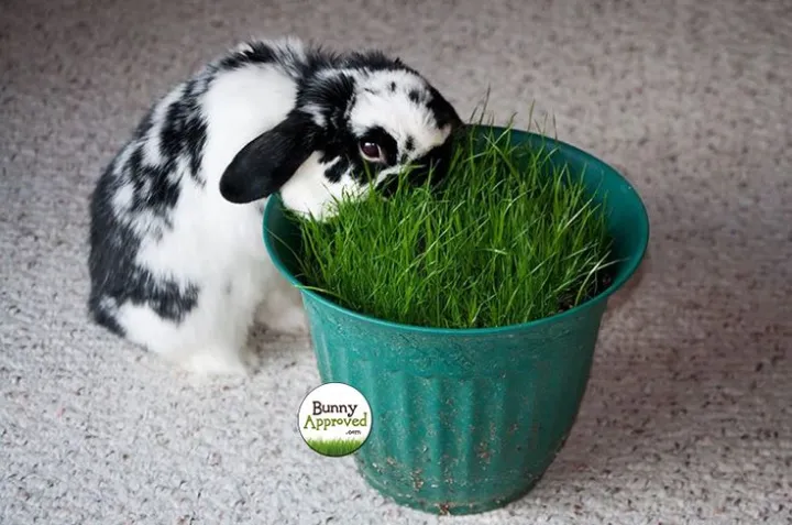 Rabbit%20Grass%20Seed%20-%2010/20/50%20Gram%20Seed%20For%20Rabbit%20Cat%20and%20Other%20Animal%20Eating%20Grass%20-%20Image%206