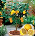 Rare Dwarf Lemon Tree Seeds Bonsai Fruit Plant Organic garden decoration plant-10Pcs seeds. 