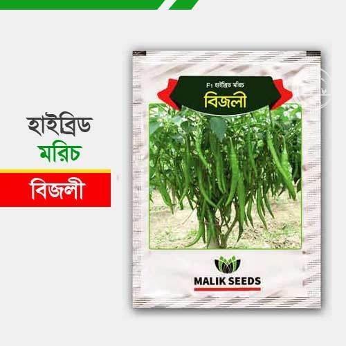 Bijli%20morich%20seed%2050%20pice%20+%20gift%20/%20long%20Chilli%20-%20Image%202