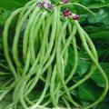Real Summer Sementes Terrace Vegetable Long Bean Vine Codone Vigna Beans Vegetables plant & seeds. 