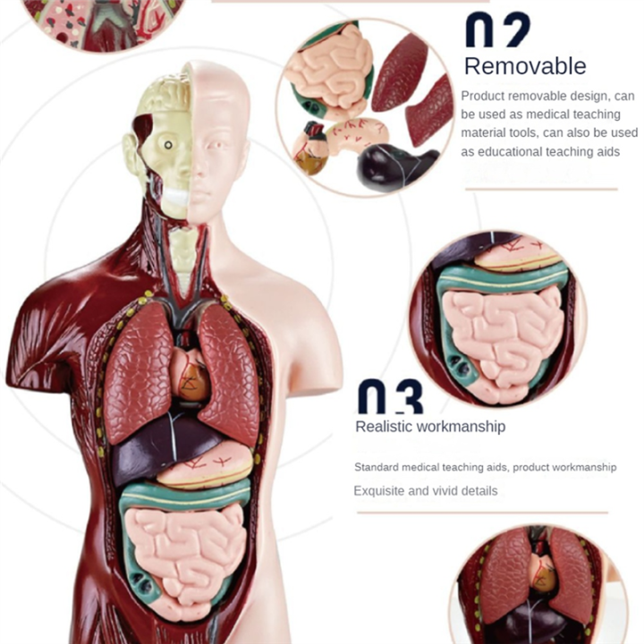 Human%20Body%20Model%20with%207%20Removable%20Organ%20Models,Educational%20Organ%20Anatomy%20Model%20for%20Biological%20Science%20Learning%20-%20Image%202