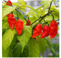 Indian Ghost Pepper Seeds Chili Seeds Vegetable (বীজ). 