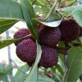 Arbutus Fruit Myrica Rubra Bonsai Red Bayberry Perennial Flower Garden Sweet Fruit Tree Plant & seeds Germination. 