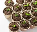Coco Peat Block-Expandable Block 2 kg+ Cocopit Block(Imported). 