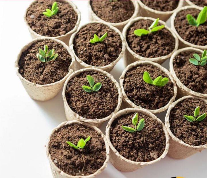 Coco%20Peat%20Block-Expandable%20Block%202kg%20+Cocopit%20Block(Imported)%20expand%20up%20to%2016kg%20-%20Image%203