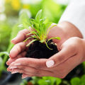 Premium High Quality Organic fertilizers for Plants 2 KG fertilizer Bumper Folon joibo sar. 