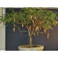 Bonsai Swet Tamarind Tree Seeds -10pcs Global Seeds.