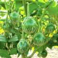 THAI F1 HYBRID ROUND GREEN EGGPLANT SEEDS - 10 Seeds. 