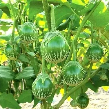 THAI%20F1%20HYBRID%20ROUND%20GREEN%20EGGPLANT%20SEEDS%20-%2010%20Seeds%20-%20Image%203