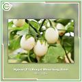 F1-Hybrid Egg Plant Seed (White Brinjal) - 8 Seeds. 