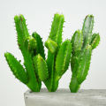 20 Pcs Rare Cactus Plants Bonsai Seeds.