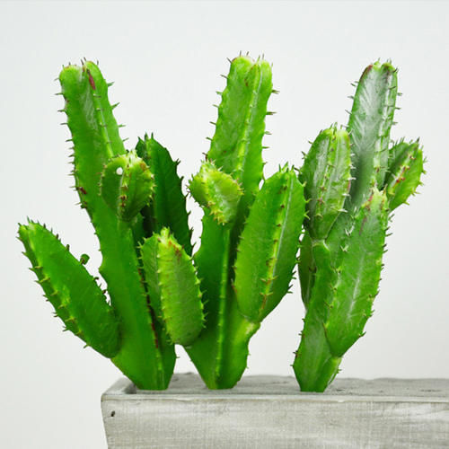 20%20Pcs%20Rare%20Cactus%20Plants%20Bonsai%20Seeds%20-%20Image%202
