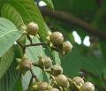 Jarul Tree Seeds -20pcs (জারুল গাছের বীজ).