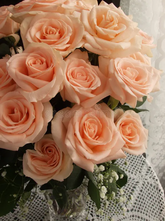 Rare%20Peach%20Colour%20Giant%20Roses%20Flower%2020%20Pcs%20Seeds%20-%20Image%204