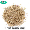 Natural Fresh Canary Seed for Bird 250gm. 