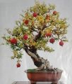 Pomegranate Tree Seeds Bonsai- 20 Pcs Seeds. 